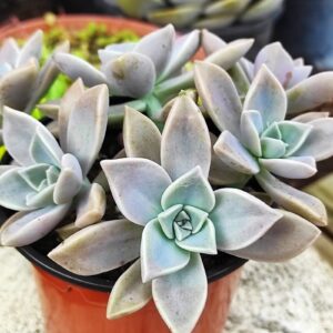 GRAPTOPETALUM paraguayense 10 cm: imagen 4