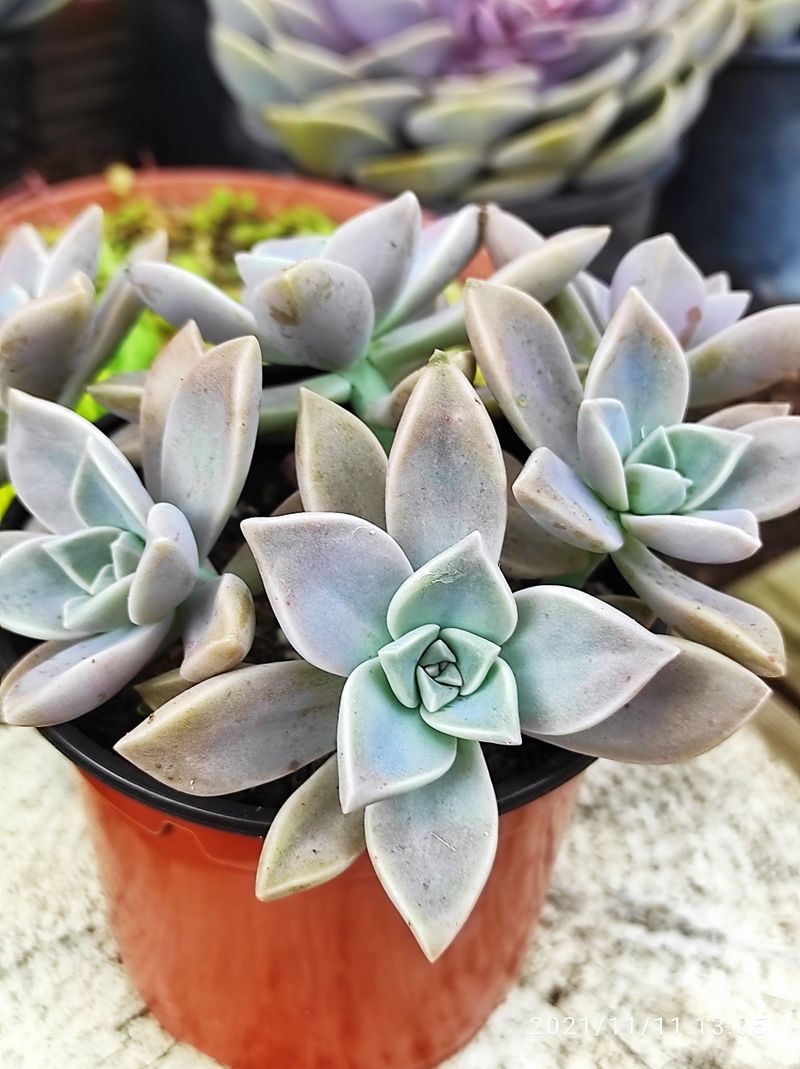 GRAPTOPETALUM paraguayense 10 cm - Imagen 4