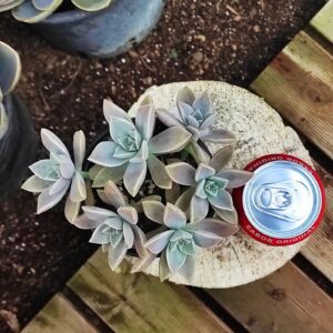 GRAPTOPETALUM paraguayense 10 cm: imagen 7