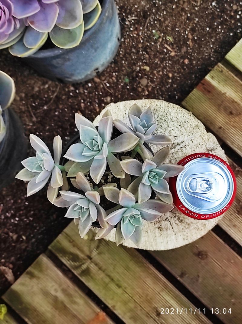 GRAPTOPETALUM paraguayense 10 cm - Imagen 7