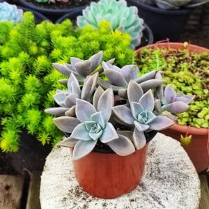 GRAPTOPETALUM paraguayense 10 cm: imagen 3
