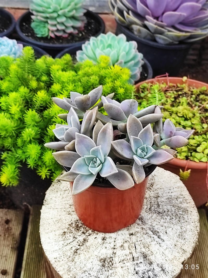 GRAPTOPETALUM paraguayense 10 cm - Imagen 3