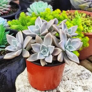 GRAPTOPETALUM paraguayense 10 cm
