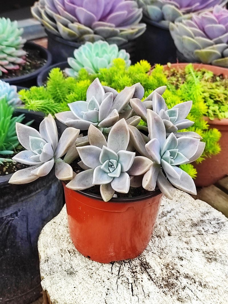 GRAPTOPETALUM paraguayense 10 cm
