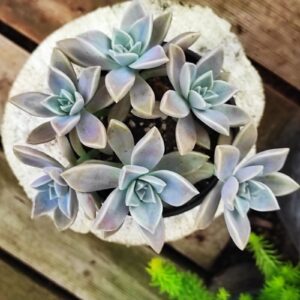 GRAPTOPETALUM paraguayense 10 cm: imagen 2