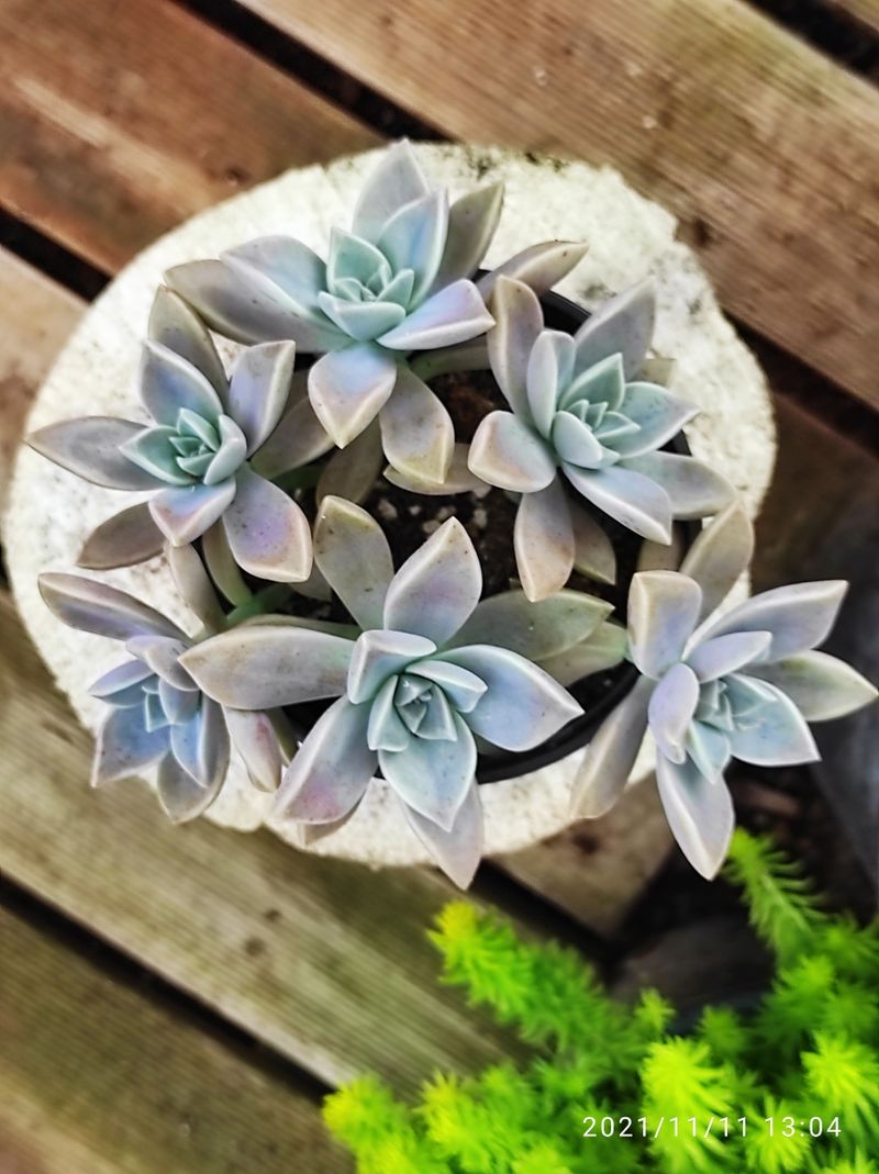 GRAPTOPETALUM paraguayense 10 cm - Imagen 2