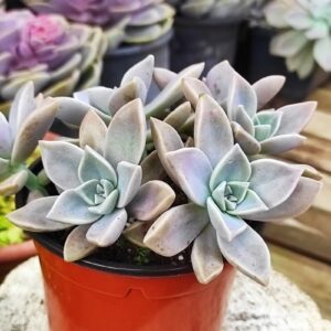 GRAPTOPETALUM paraguayense 10 cm: imagen 5