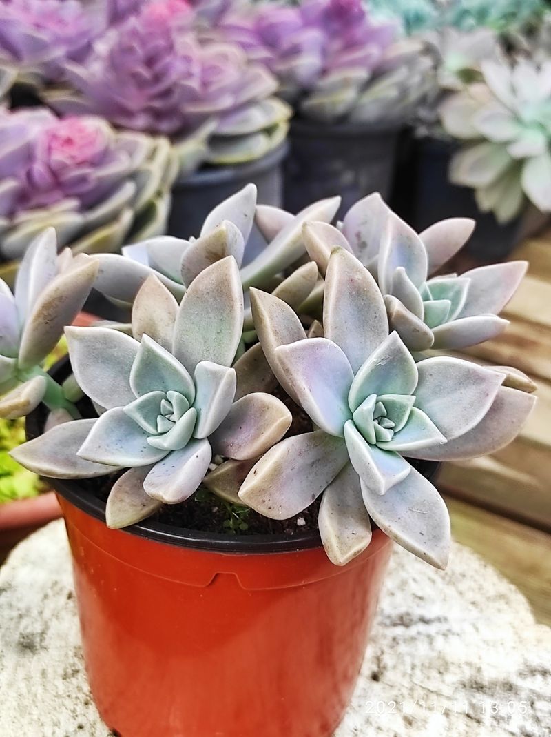 GRAPTOPETALUM paraguayense 10 cm - Imagen 5