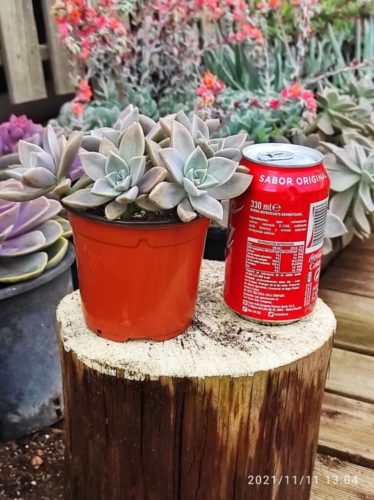 GRAPTOPETALUM paraguayense 10 cm