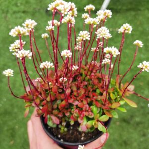 CRASSULA atropurpurea var. anomala