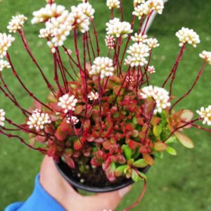 CRASSULA atropurpurea var. anomala: imagen 2