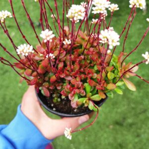 CRASSULA atropurpurea var. anomala: imagen 3