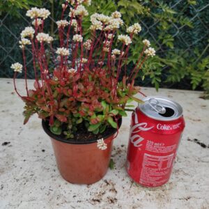 CRASSULA atropurpurea var. anomala: imagen 4