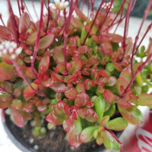 CRASSULA atropurpurea var. anomala: imagen 5
