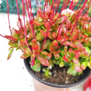 CRASSULA atropurpurea var. anomala: imagen 6