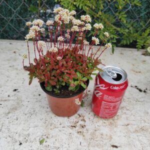 CRASSULA atropurpurea var. anomala: imagen 7