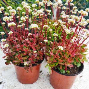 CRASSULA atropurpurea var. anomala: imagen 8
