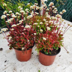 CRASSULA atropurpurea var. anomala: imagen 9