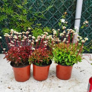 CRASSULA atropurpurea var. anomala: imagen 10