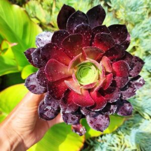 aeonium zwartkop 10 cm