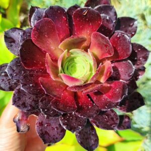 aeonium zwartkop 10 cm: imagen 2