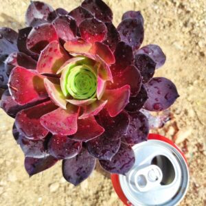 aeonium zwartkop 10 cm: imagen 3