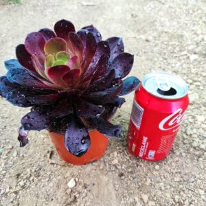 aeonium zwartkop 10 cm: imagen 4