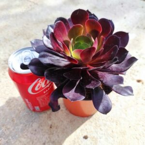 aeonium zwartkop 10 cm: imagen 5