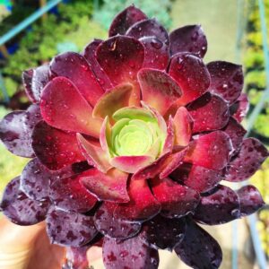 aeonium zwartkop 10 cm: imagen 6