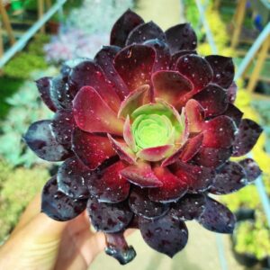 aeonium zwartkop 10 cm: imagen 7