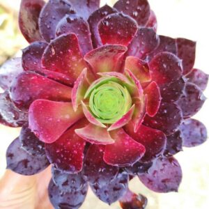 aeonium zwartkop 10 cm: imagen 8