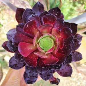 aeonium zwartkop 10 cm: imagen 9