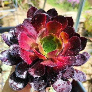 aeonium zwartkop 10 cm: imagen 10