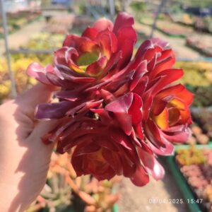 Aeonium Zwartkop 10 cm