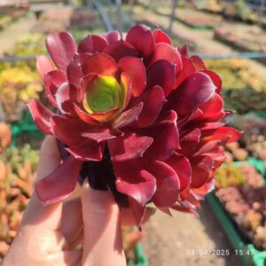 Aeonium Zwartkop 10 cm: imagen 2