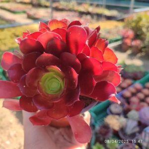 Aeonium Zwartkop 10 cm: imagen 3