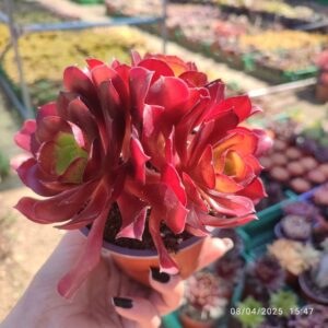 Aeonium Zwartkop 10 cm: imagen 4
