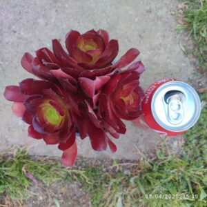 Aeonium Zwartkop 10 cm: imagen 5