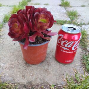 Aeonium Zwartkop 10 cm: imagen 6