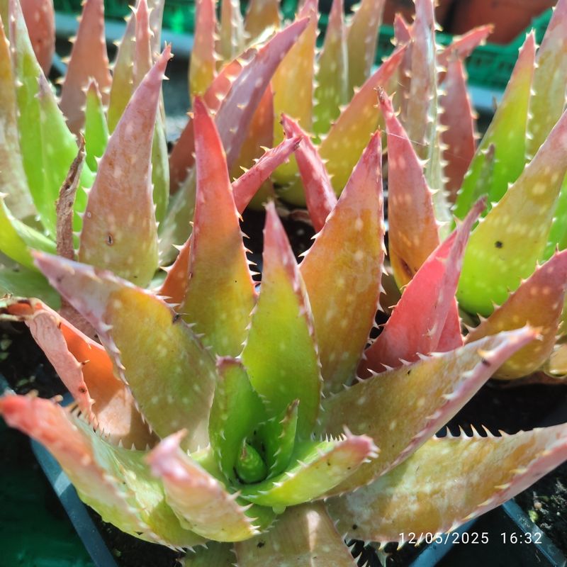 Aloe Saponaria 8 cm - Planta Suculenta