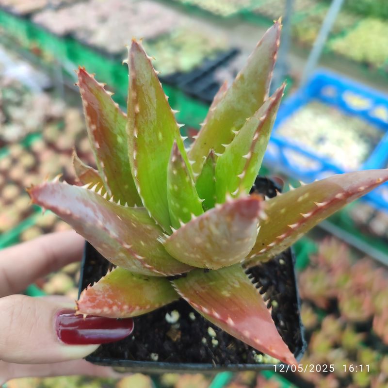 Aloe Saponaria 8 cm - Planta Suculenta - Imagen 2