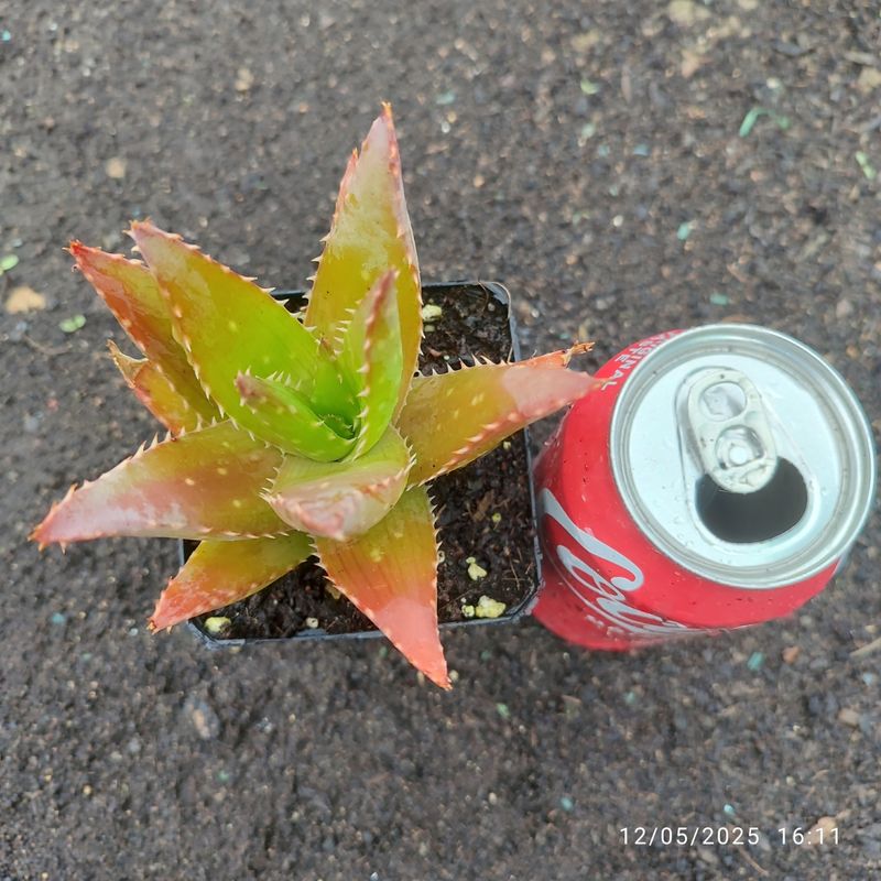 Aloe Saponaria 8 cm - Planta Suculenta - Imagen 3
