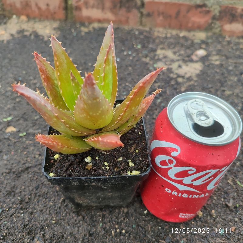 Aloe Saponaria 8 cm - Planta Suculenta - Imagen 4