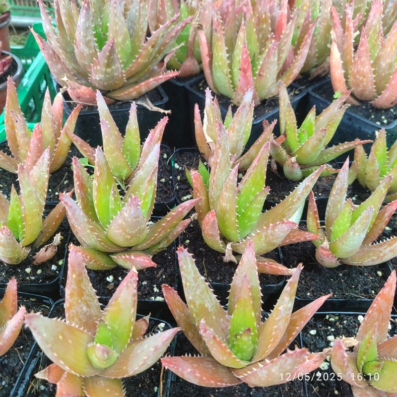 Aloe Saponaria 8 cm - Planta Suculenta - Imagen 5