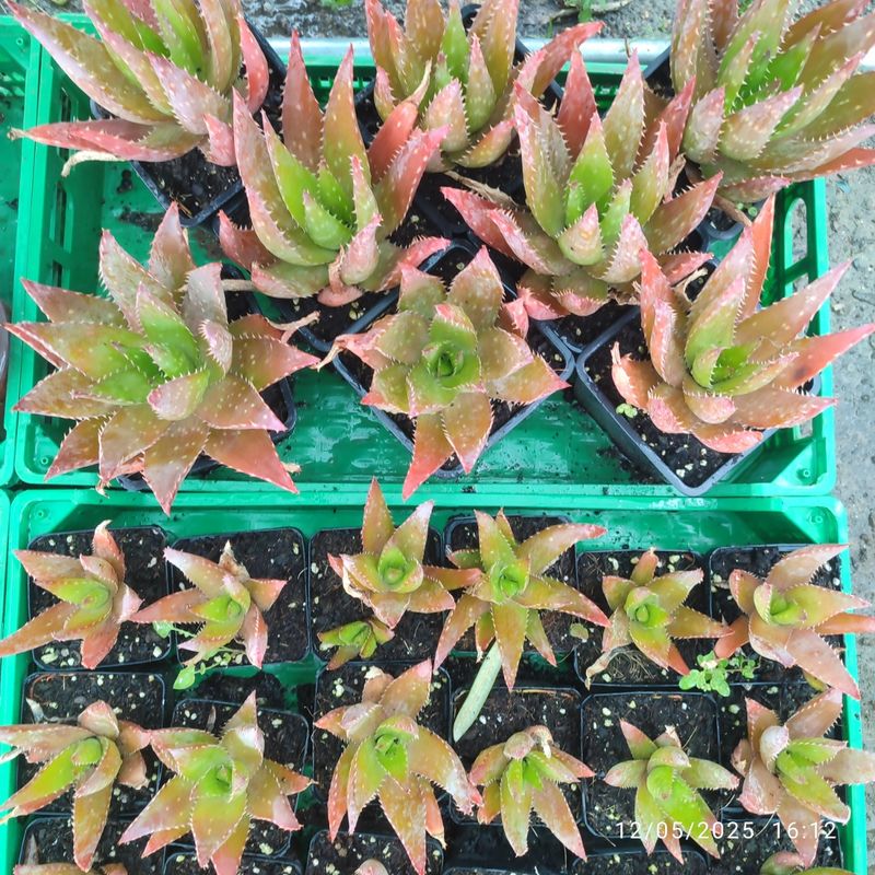 Aloe Saponaria 8 cm - Planta Suculenta - Imagen 6