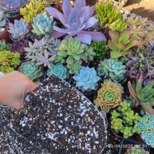 Sustrato Suculentas (1€/L) plantas crassas