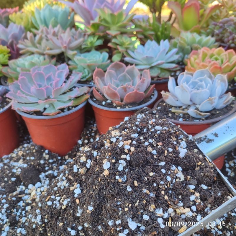 Fibra de coco (1€/L) para plantas y suculentas - Imagen 3
