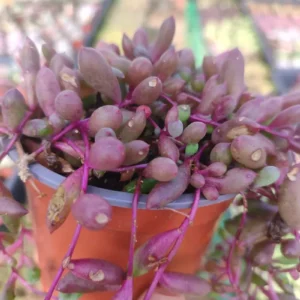Senecio Herreanus Purple Pearl - Suculenta 10 cm .