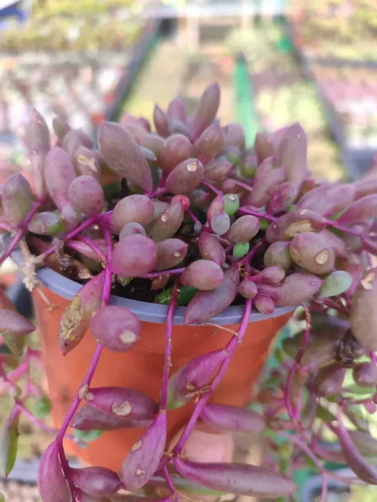 Senecio Herreanus Purple Pearl - Suculenta 10 cm .