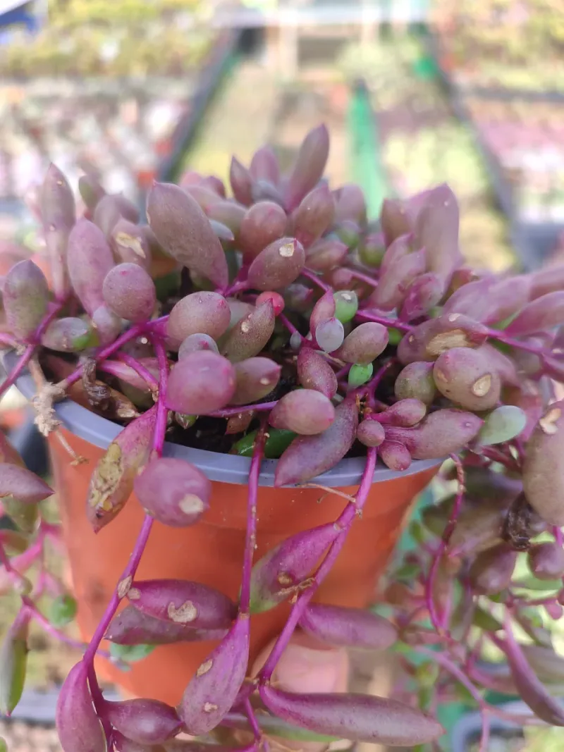 Senecio Herreanus Purple Pearl - Suculenta 10 cm .